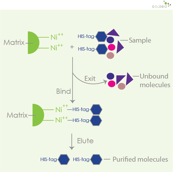How to Choose Agarose Resins for Protein Purification GoldBio